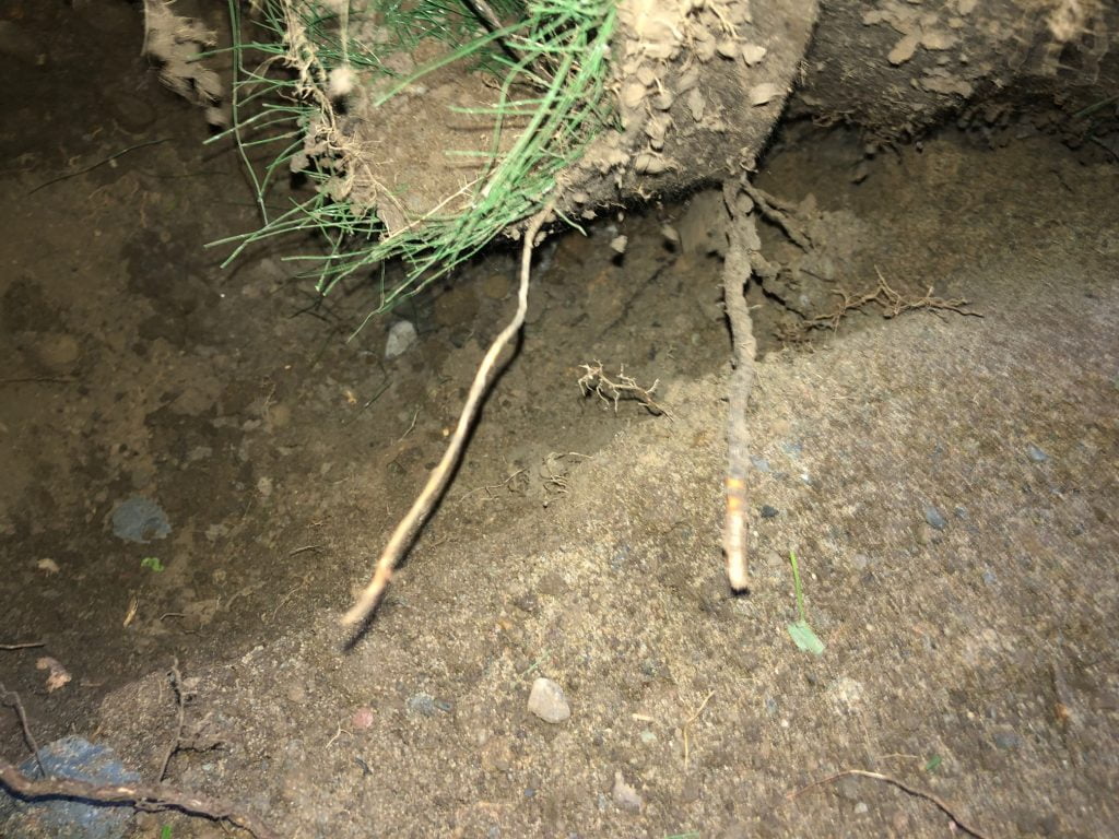 DBO))Clic - The passively-controlled biomass of a System O)) septic system 1